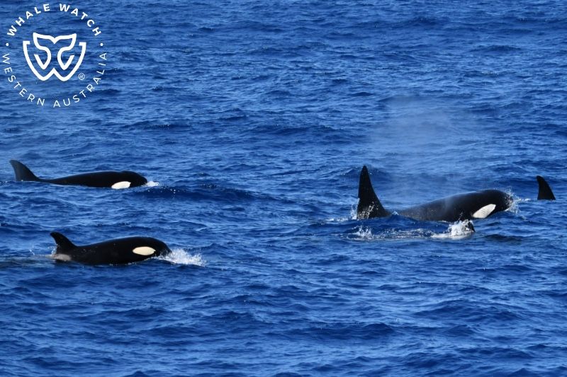 Whale Watch Western Australia