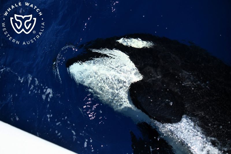 Whale Watch Western Australia