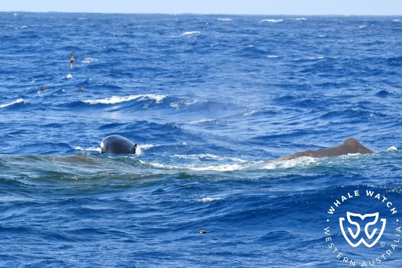 Whale Watch Western Australia