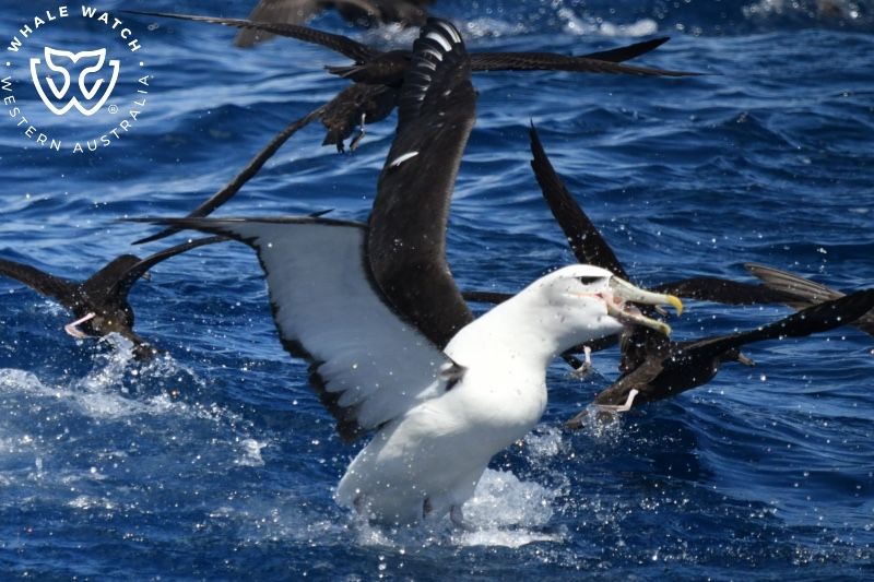 Whale Watch Western Australia