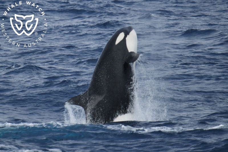 Whale Watch Western Australia