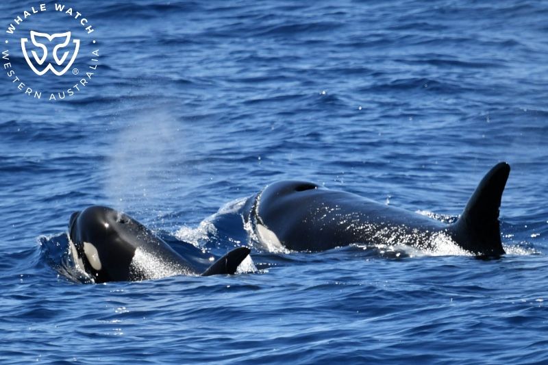 Whale Watch Western Australia