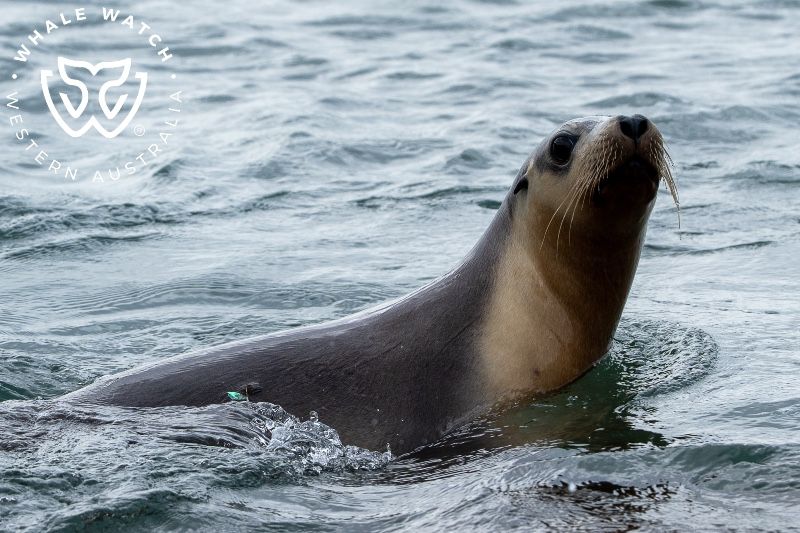 Whale Watch Western Australia