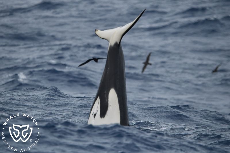 Whale Watch Western Australia