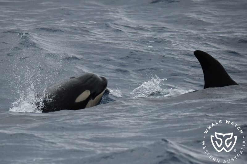 Whale Watch Western Australia