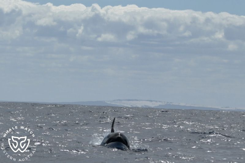 Whale Watch Western Australia