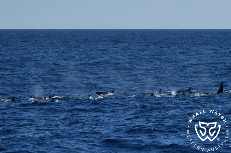 Whale Watch Western Australia