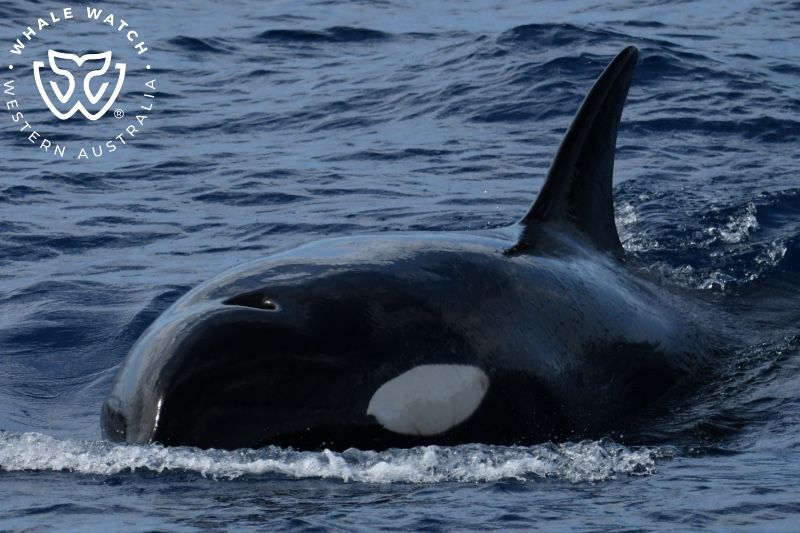 Whale Watch Western Australia