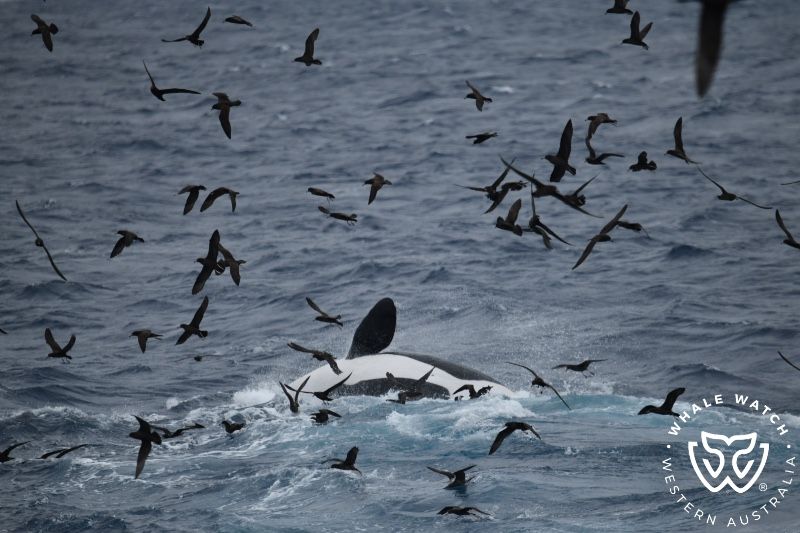 Whale Watch Western Australia