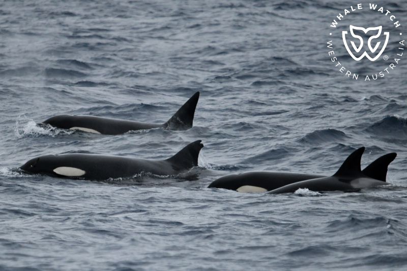 Whale Watch Western Australia