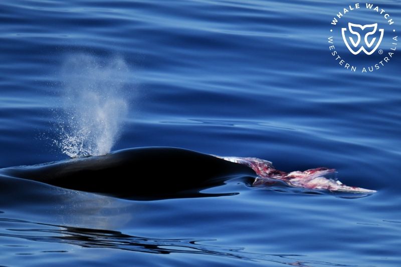 Whale Watch Western Australia