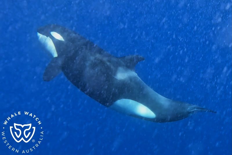 Whale Watch Western Australia