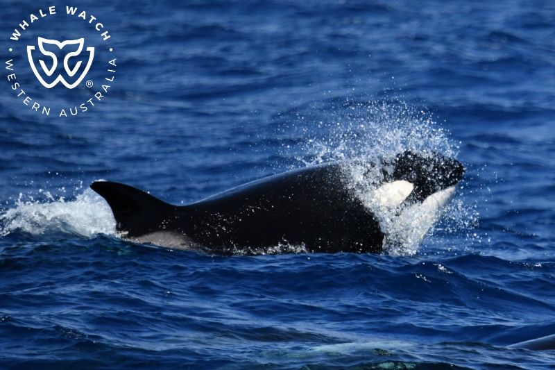 Whale Watch Western Australia