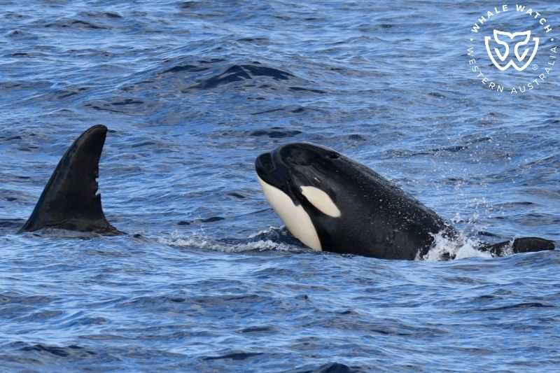 Whale Watch Western Australia