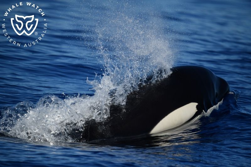 Whale Watch Western Australia