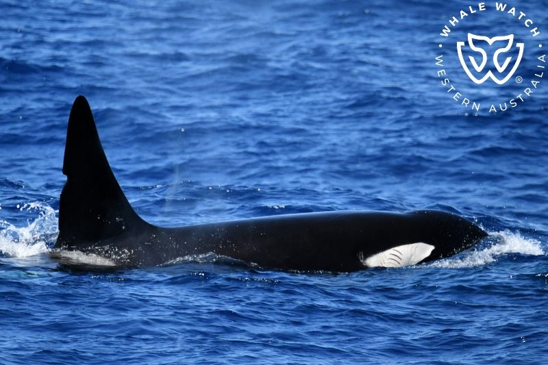 Whale Watch Western Australia