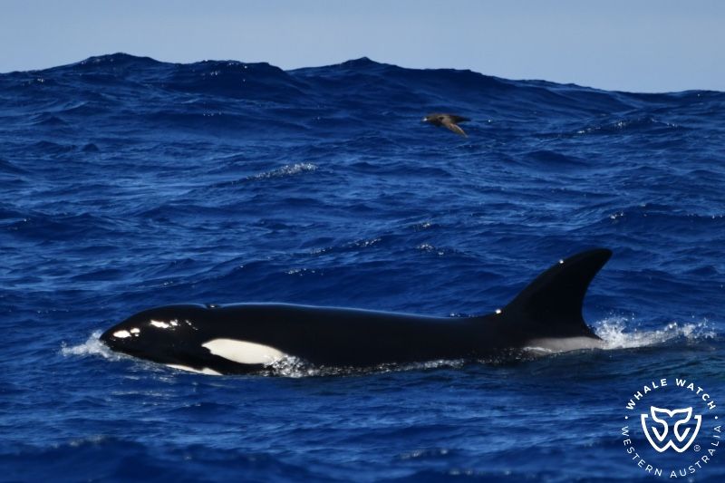 Whale Watch Western Australia