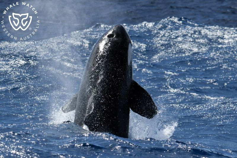 Whale Watch Western Australia