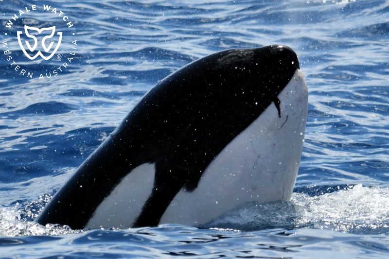 Whale Watch Western Australia