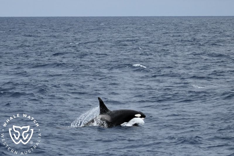 Whale Watch Western Australia