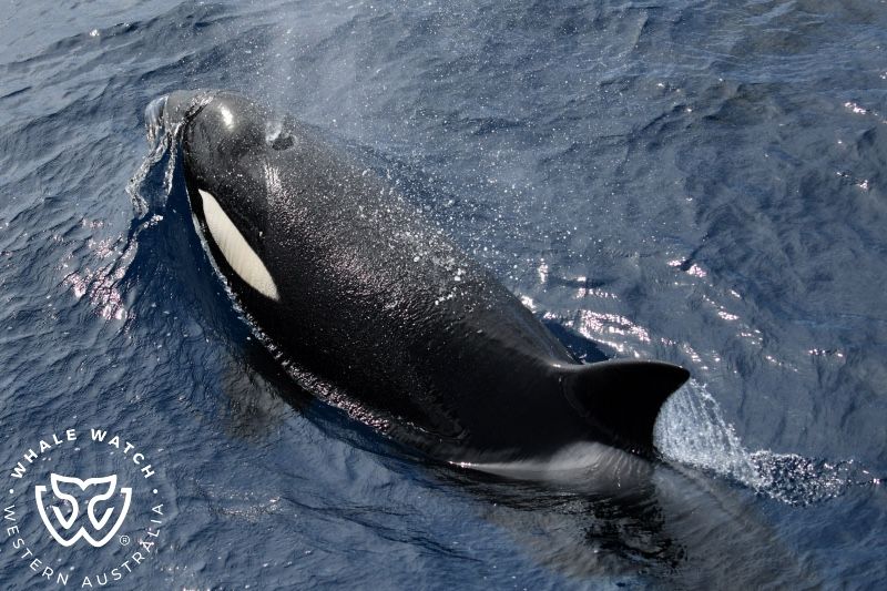 Whale Watch Western Australia