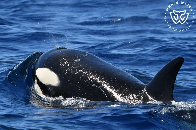 Whale Watch Western Australia