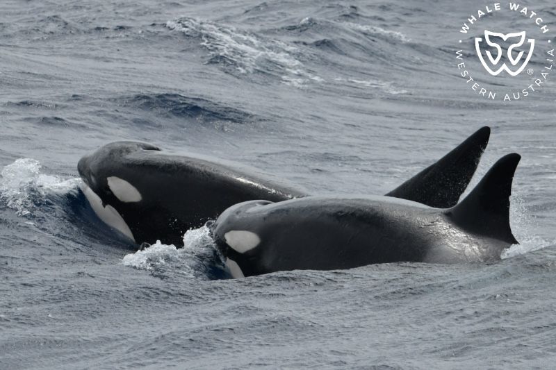 Whale Watch Western Australia