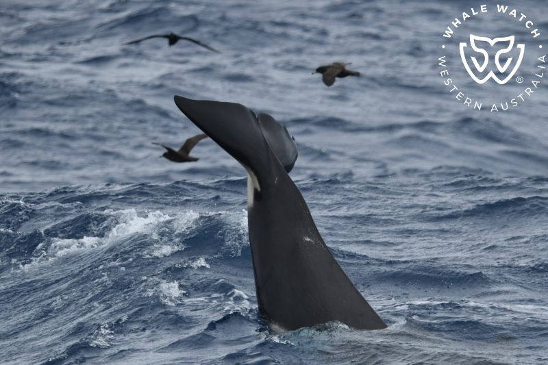 Whale Watch Western Australia