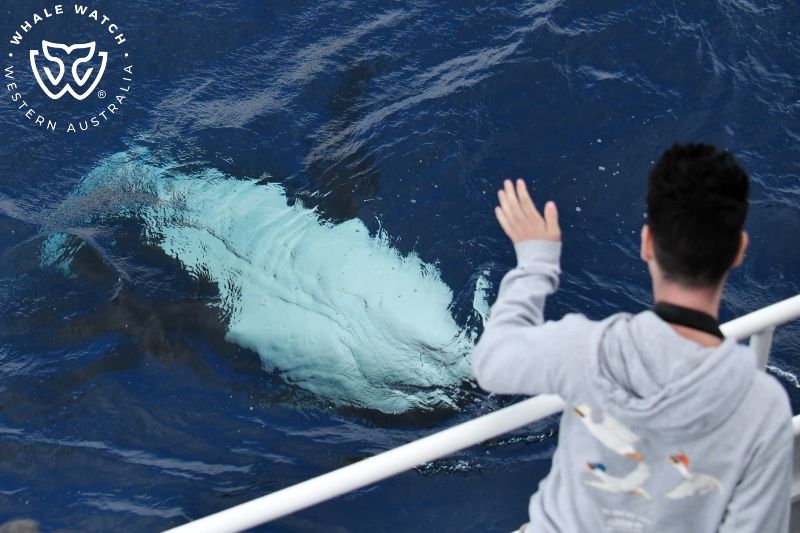 Whale Watch Western Australia