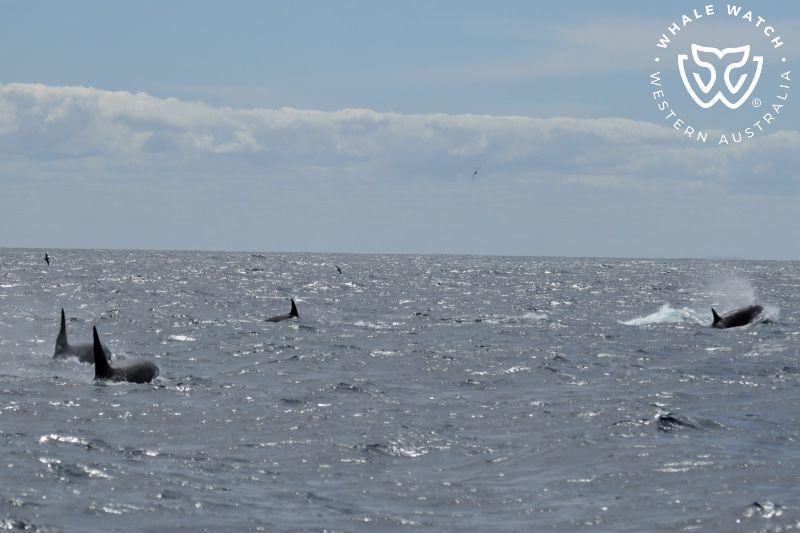 Whale Watch Western Australia