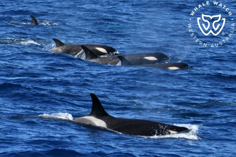 Whale Watch Western Australia