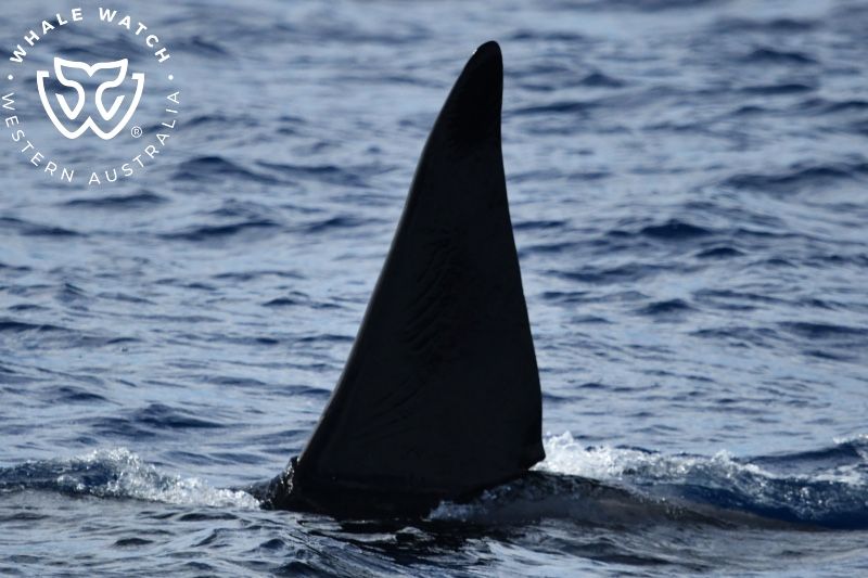 Whale Watch Western Australia