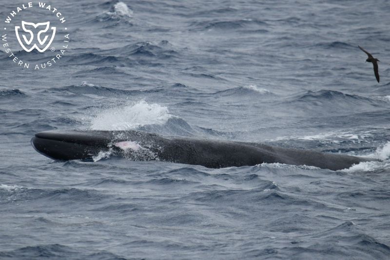 Whale Watch Western Australia