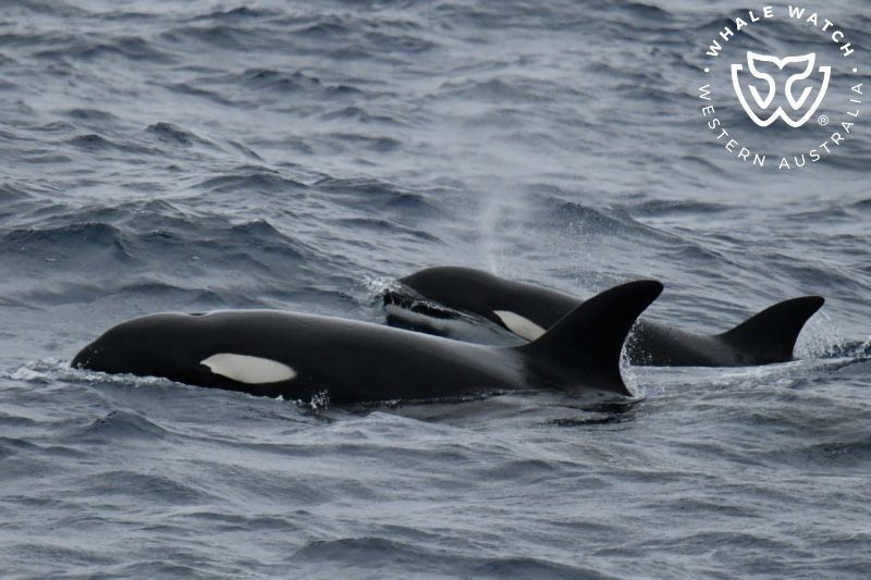 Whale Watch Western Australia