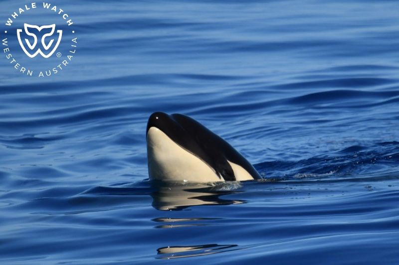 Whale Watch Western Australia