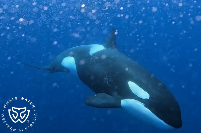 Whale Watch Western Australia