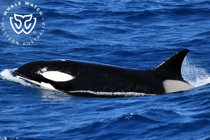 Whale Watch Western Australia