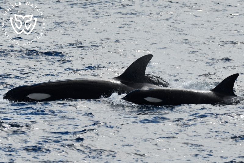Whale Watch Western Australia