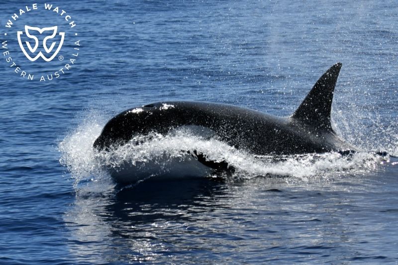Whale Watch Western Australia