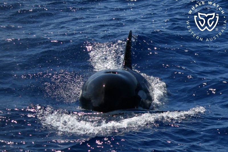Whale Watch Western Australia