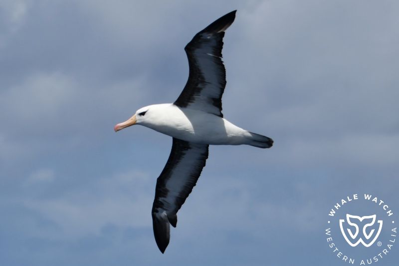 Whale Watch Western Australia