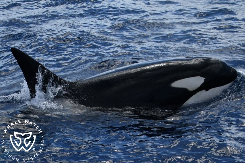 Whale Watch Western Australia