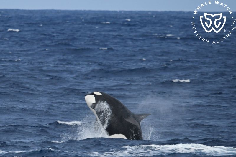 Whale Watch Western Australia