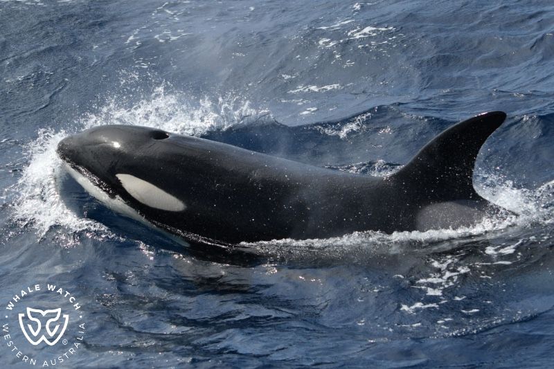 Whale Watch Western Australia