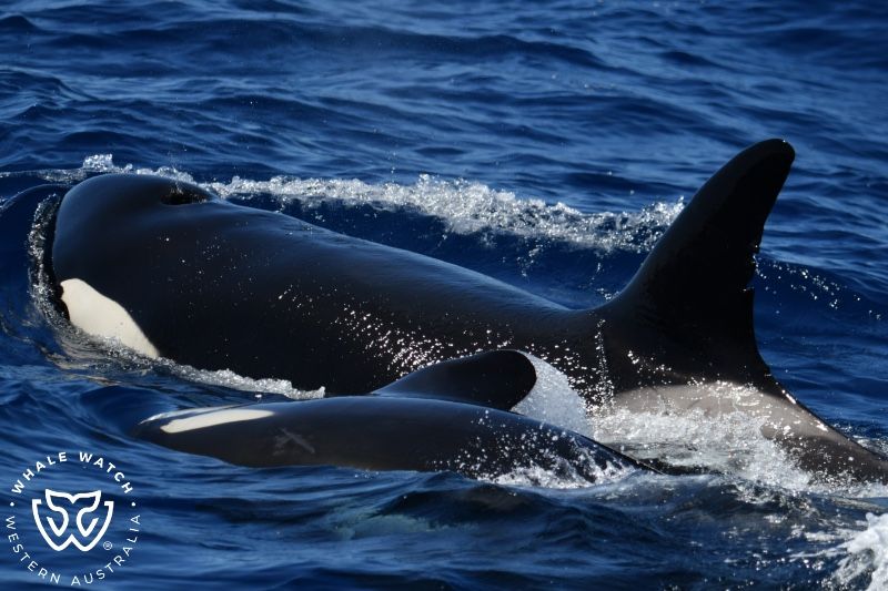 Whale Watch Western Australia