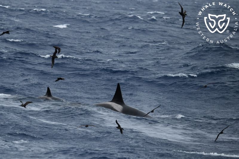 Whale Watch Western Australia