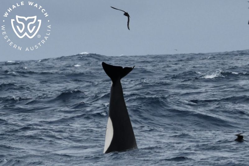 Whale Watch Western Australia
