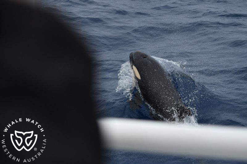 Whale Watch Western Australia
