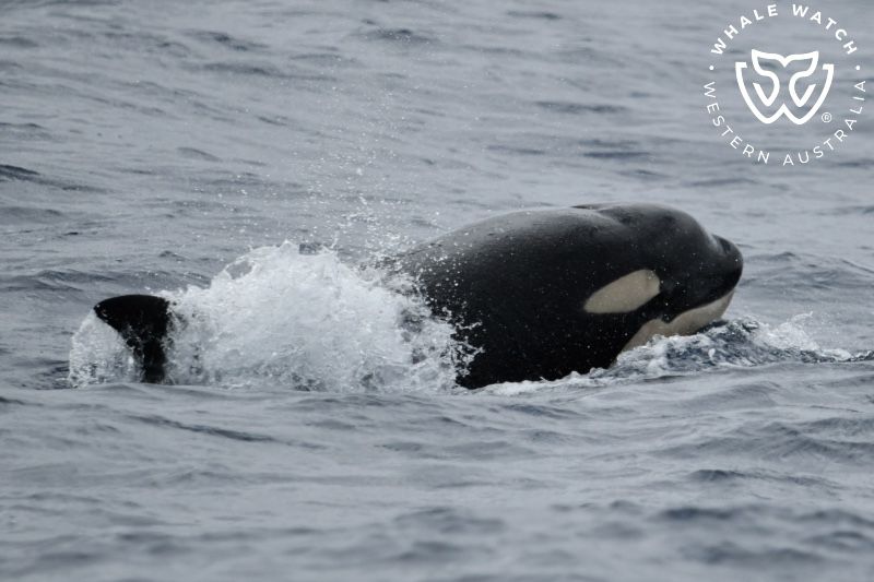 Whale Watch Western Australia