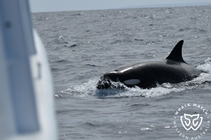 Whale Watch Western Australia